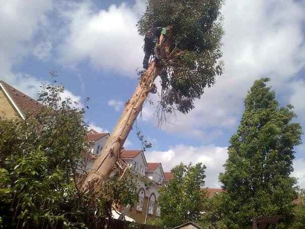 Emergency Tree Work