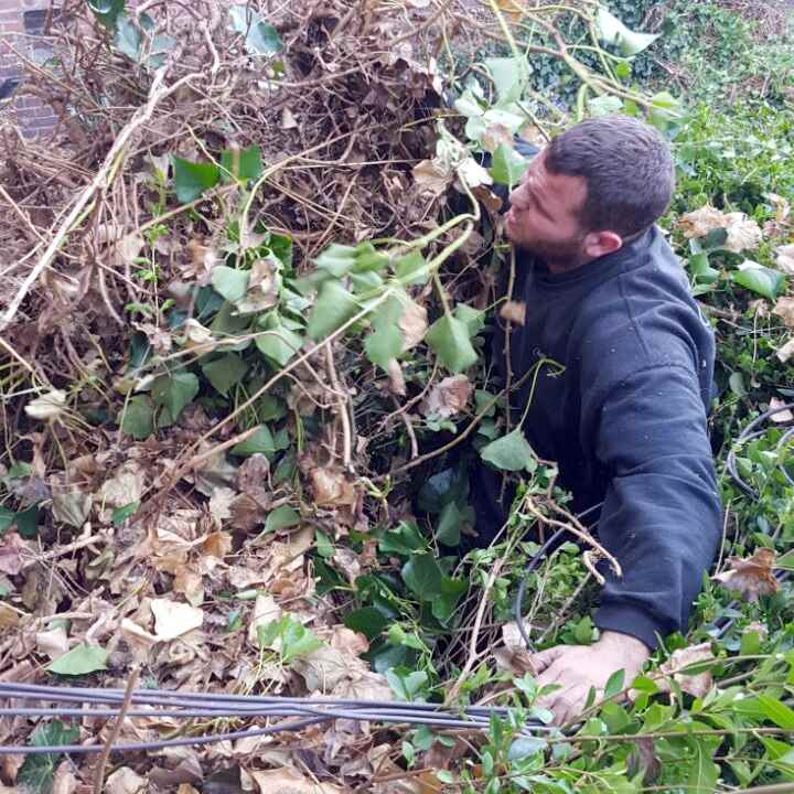 Ivy Removal