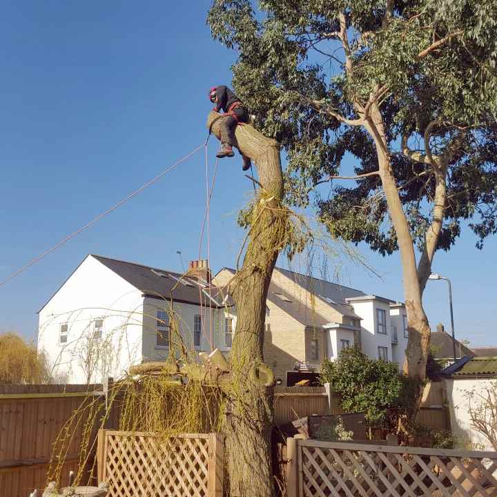 Tree Felling