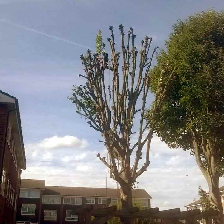 Tree Pruning