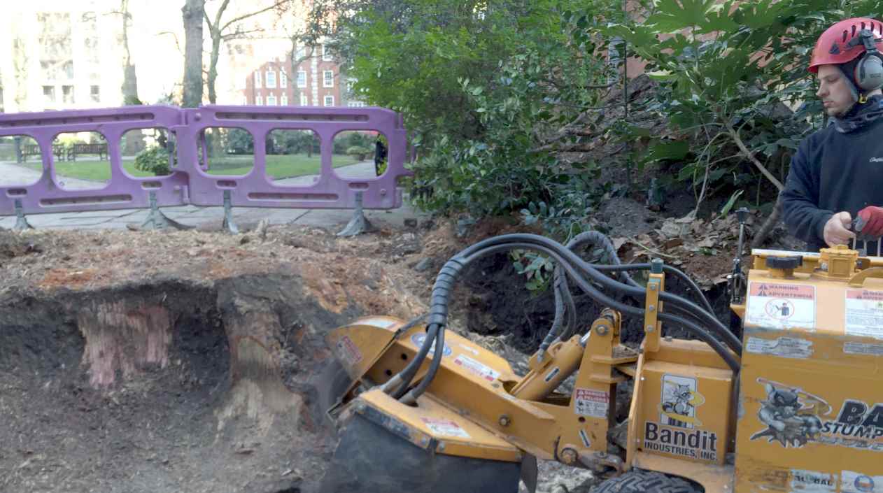 Tree Stump Removal