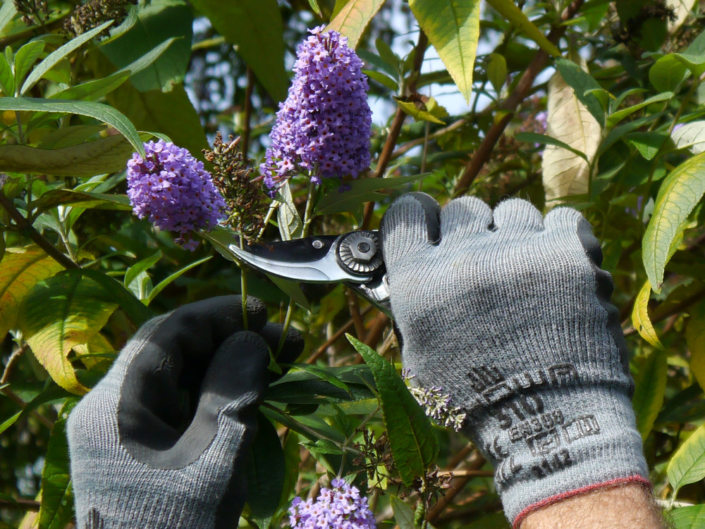 Garden Maintenance