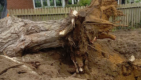 Tree Stump Removal