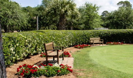 Hedge Trimming