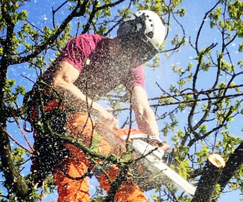 Tree Stump Removal