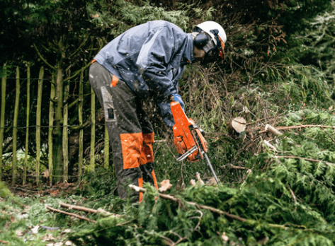 Tree Surgery