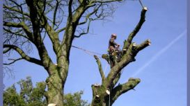 Manchester Tree Surgeon Manchester Tree Surgeon