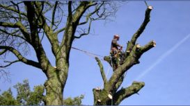 Crewe Tree Surgeon