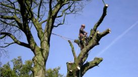 Warrington Tree Surgeon