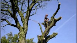 Wilmslow Tree Surgeon