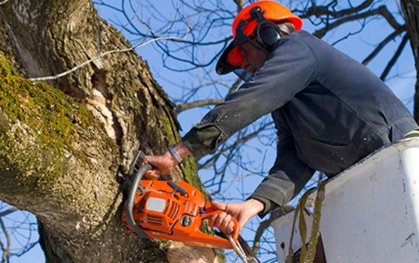 Tree Surgeons