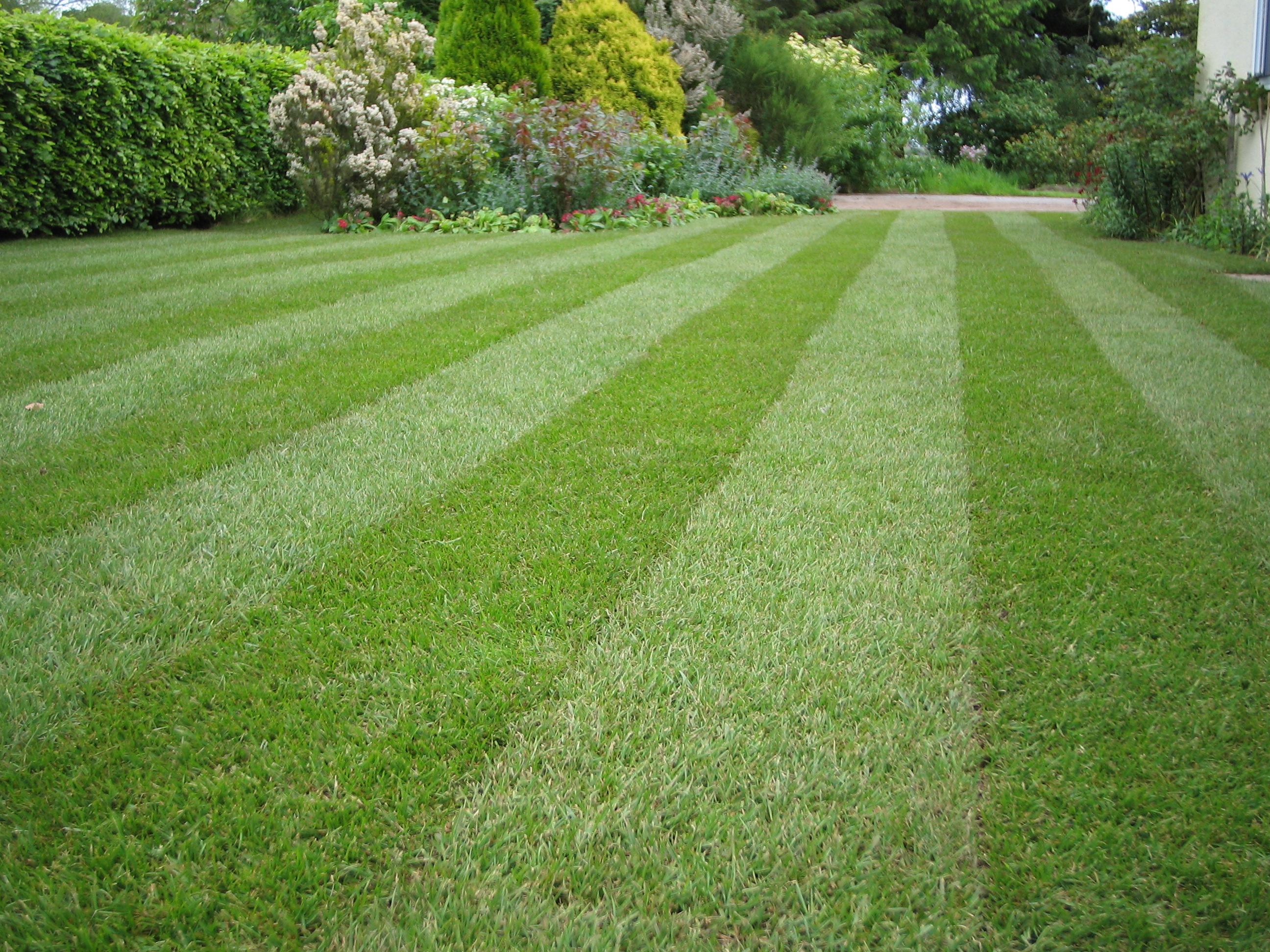 Our lawn services