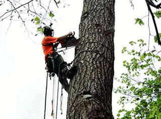 Tree Removal & Tree Felling