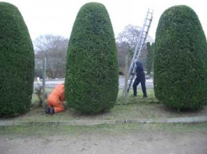 Hedge Trimming