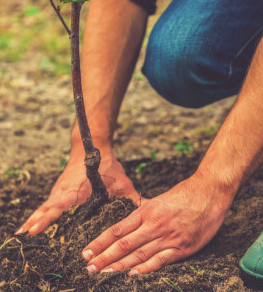 Soil Turfing Composting